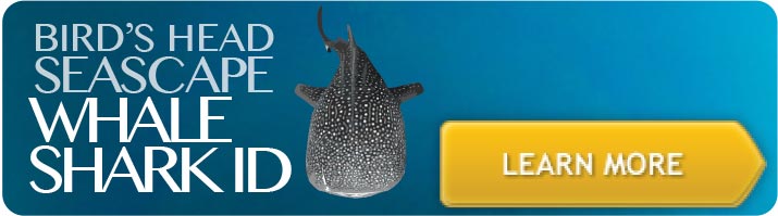 Whaleshark ID - Learn More!